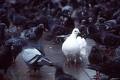 Pigeon blanc