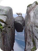 Mouton en facheuse posture