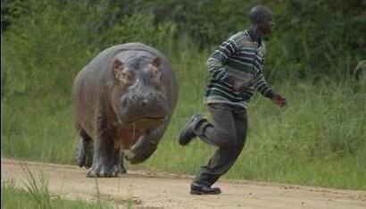 Hippo chassant le naif